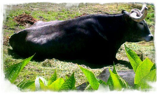 Tudanca Raza Autóctona de Cantabria